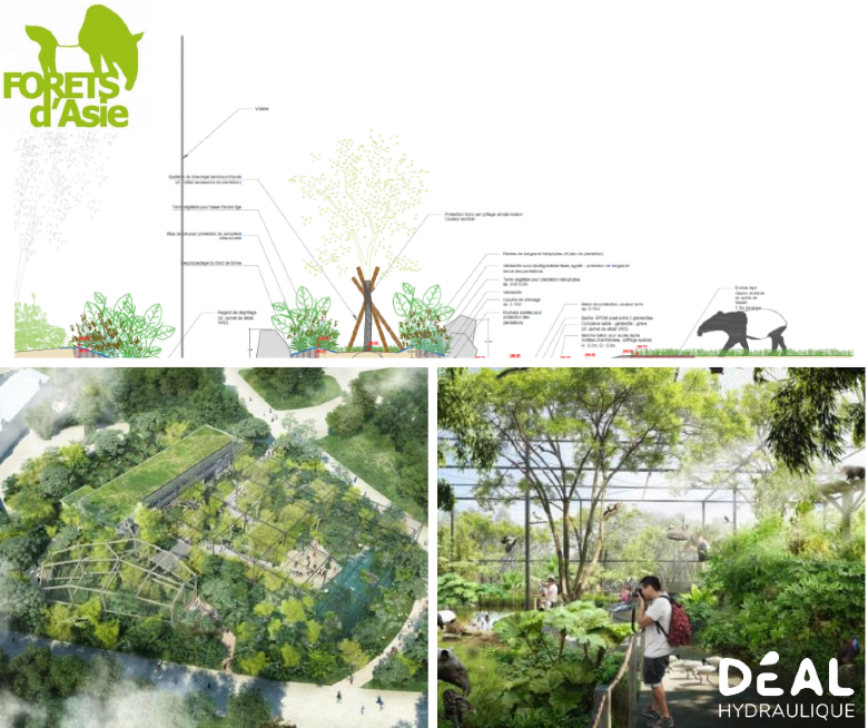 Projet : La Forêt d'Asie au Parc de la Tête d'Or de Lyon